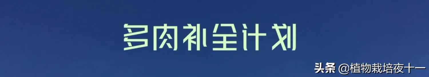 多肉樱水晶长高了怎么办,樱水晶多肉开花图片