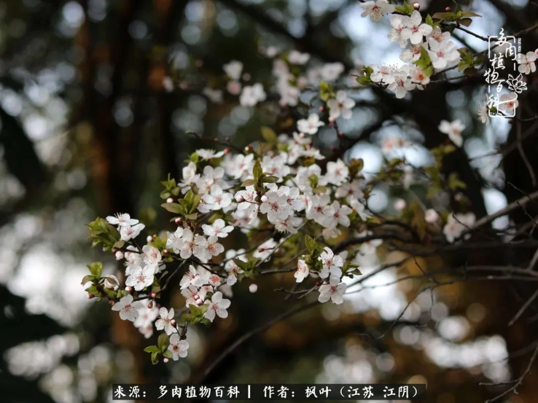 春有约，花不误，多肉与春天有个约会