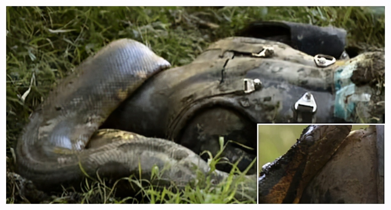 被蟒蛇吞进肚子能否用刀自救实验,你被蟒蛇吞下能用刀自救吗