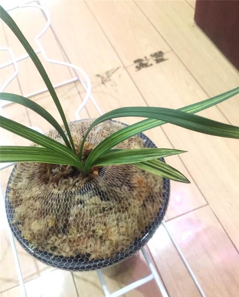 兰市上价值三十万一苗的雪白中透缟素花，成为兰家争相收藏的精品