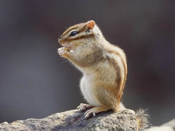 松鼠幼崽常见的疾病,魔王松鼠生病怎么处理