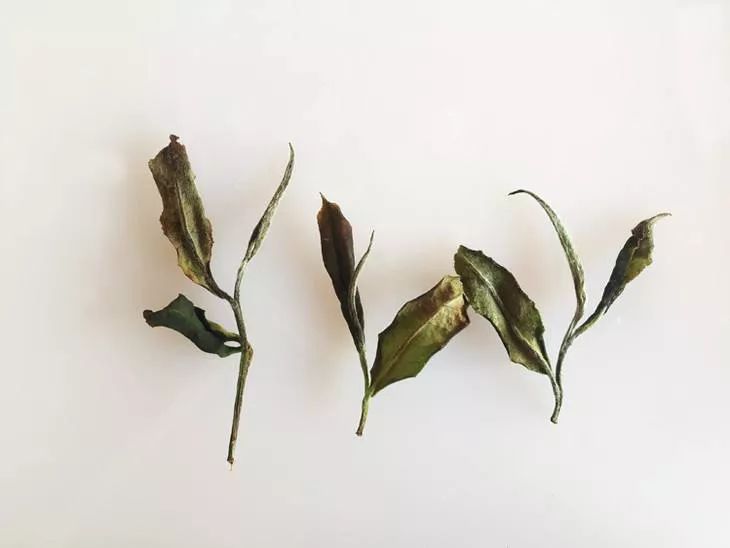 建阳白茶哪个品种最有名,建阳白茶简介资料