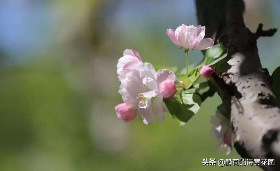 春日咏海棠经典诗词,咏海棠十首诗解析