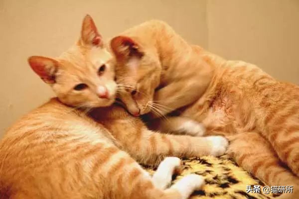 疫情出不去猫咪绝育拆线怎么办,猫咪发情期间能做绝育手术吗