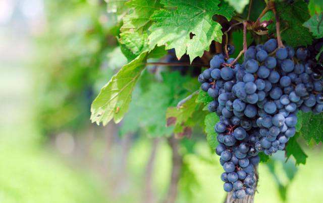 葡萄膨果期肥料需求量大不大,葡萄钙肥怎么补最快最有效