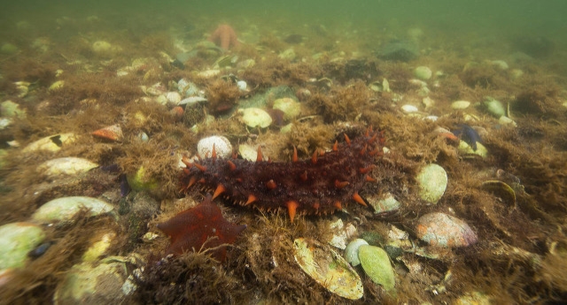 关于海参的生活小知识,你不知道的海参冷知识原视频