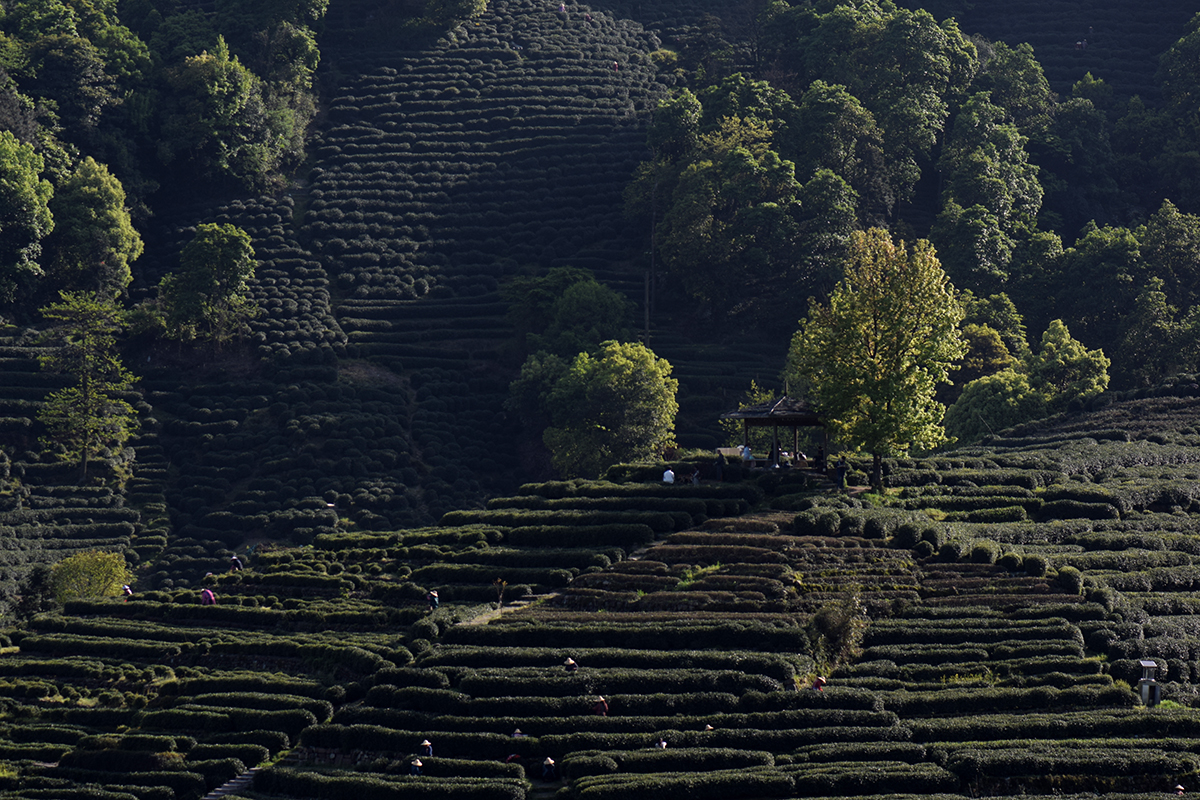 龙井哪里茶最正宗,龙井醉美山水茶