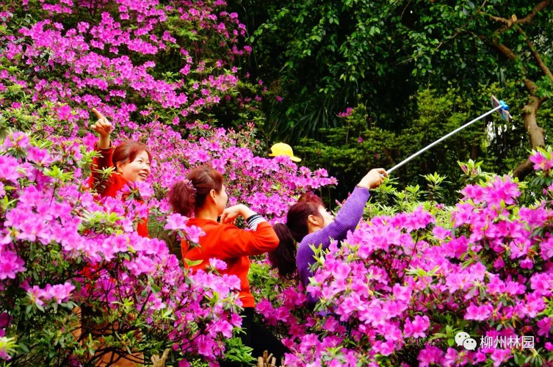 柳州柳侯公园有什么景物,柳州柳侯公园值得打卡