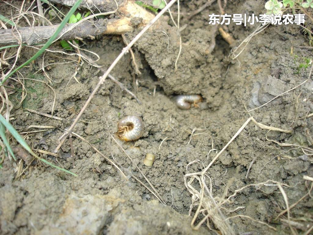 种花生如何防治蛴螬,种花生怎样防蛴螬