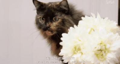 猫咪精力太旺盛还咬人怎么办,猫咪最近脾气暴躁咬人怎么办