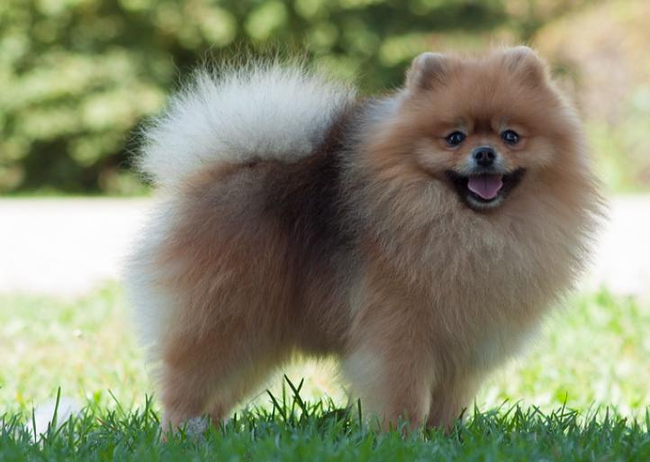 英式博美和美式的哪个贵,英式博美好还是美式博美好