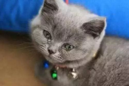 如何区分猫咪有鼻涕和泪痕,蓝白猫咪有泪痕怎么回事