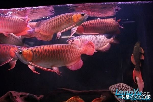 混养养殖大杂烩,鱼多种混养