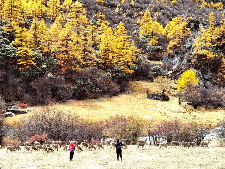 稻城亚丁攻略最新版,最新稻城亚丁旅游攻略图