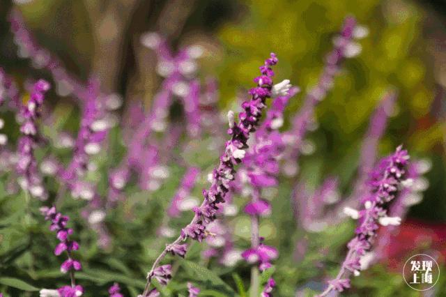 上海一日游古镇最佳路线免费景点,上海晚上十大必去免费景点