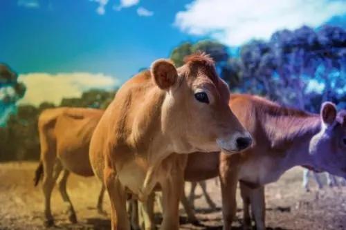 云养殖:喂鸡、种花、养老虎,2020直播电商新风口