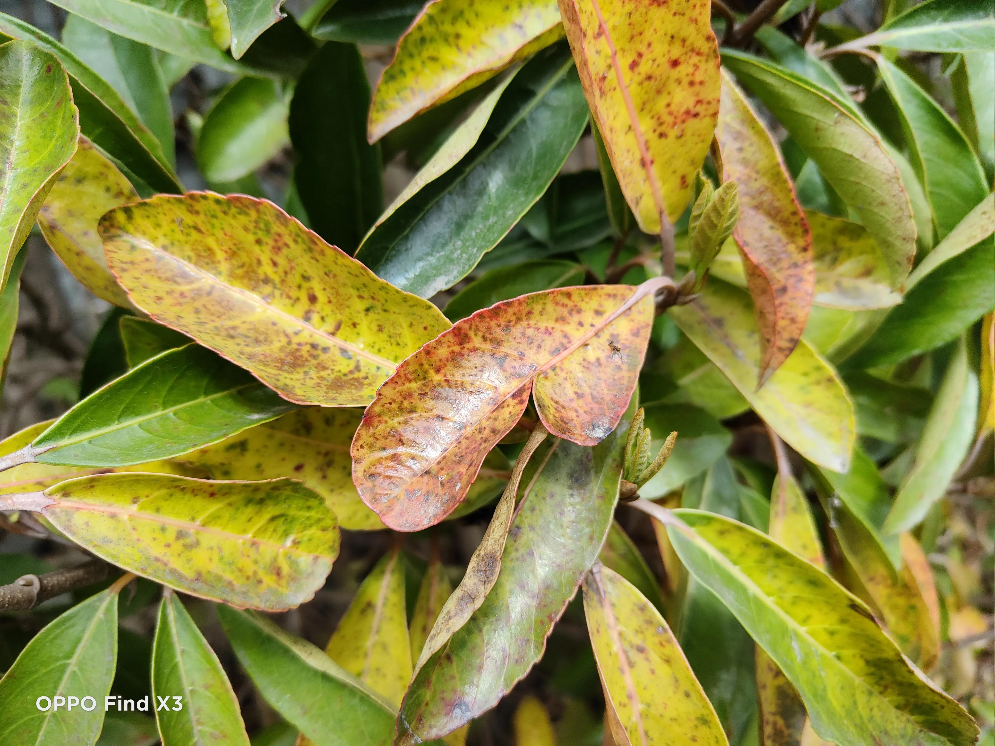 oppofindx3与三星s21,oppofindx3和三星s21哪个拍照好