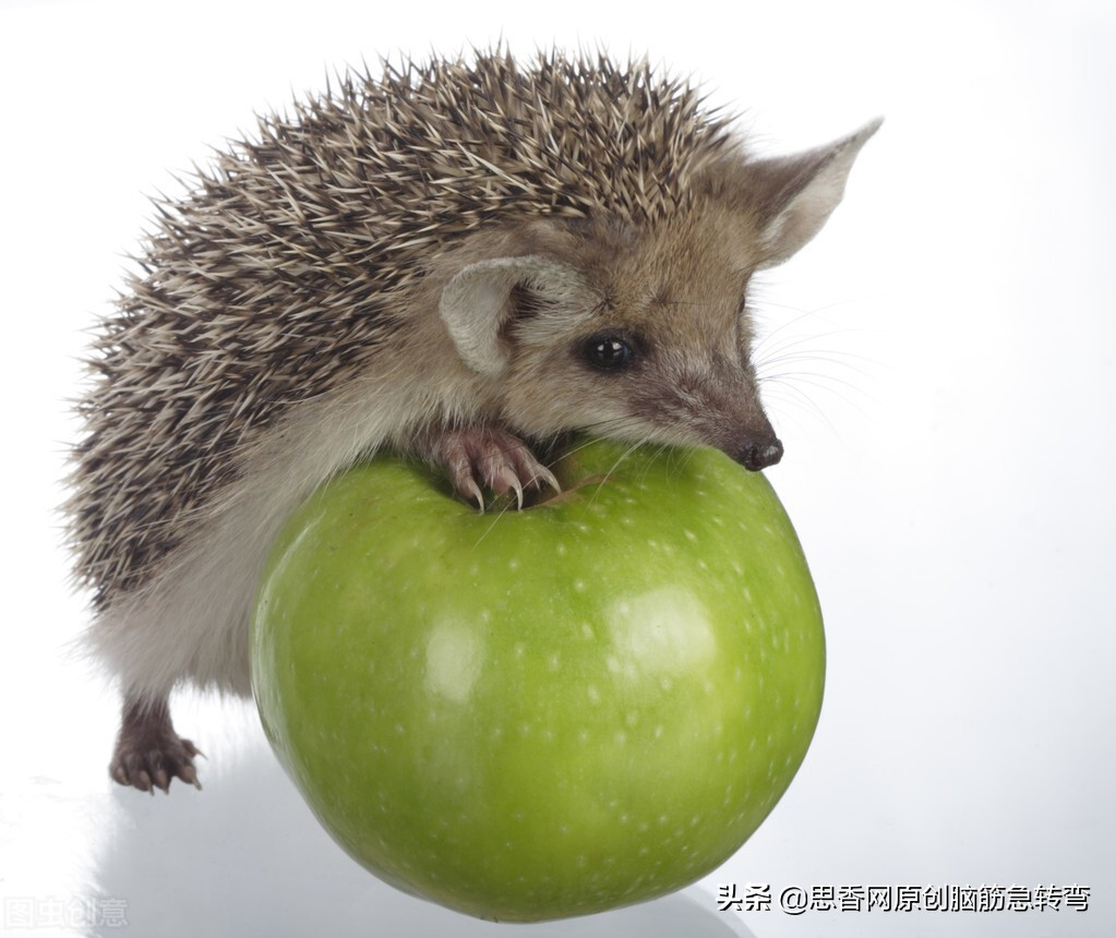 小小身子圆又圆，爱穿黑白花衣服，跑的却比谁都快（打体育用品）