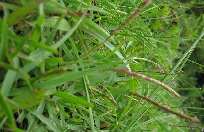 地毯草和台湾草的区别,地毯式假草皮