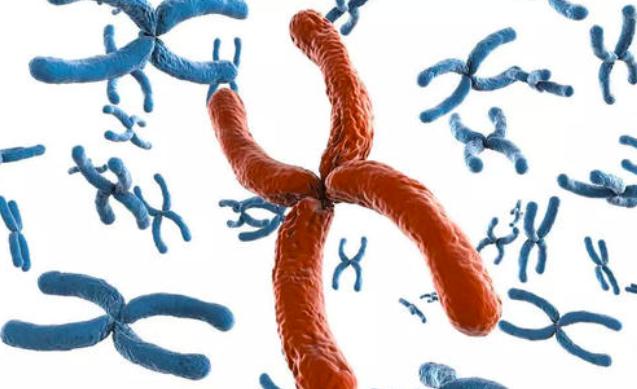 无性生殖动物是怎样生殖的,有性生殖的动物能进行无性生殖吗