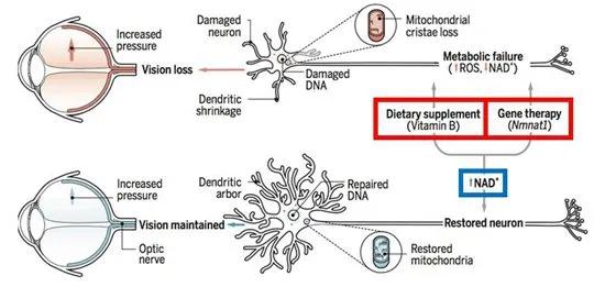 新冠病毒感染者有眼部症状吗,新冠病毒眼部传播