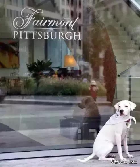 带宠物住宿酒店,带宠旅行酒店