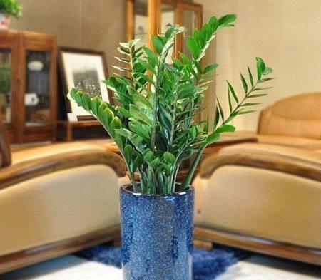 养金钱树小窍门,养金钱树用营养土行吗