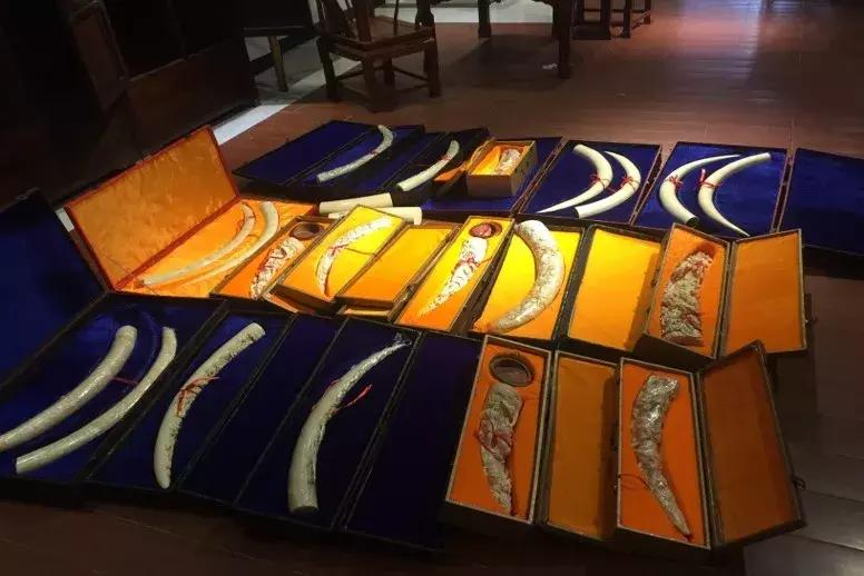 濒危野生动物案件判决,西盟野生动物保护刑事案例