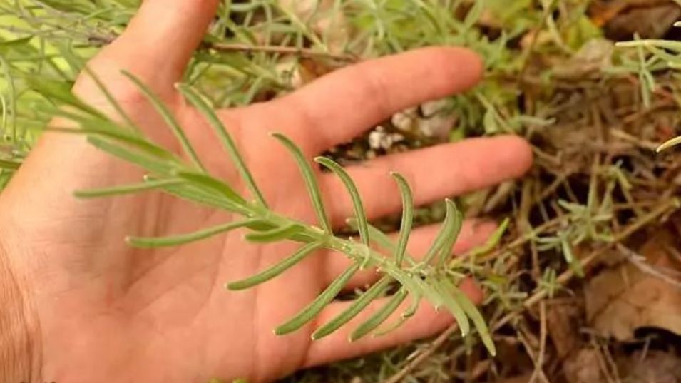 薰衣草扦插苗和原生苗哪个好,薰衣草扦插繁殖详细教程图解