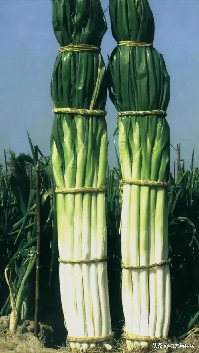 牛气“葱”天,看你还能牛多久?