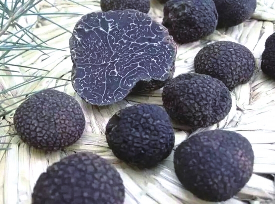 桃白柏试吃三大顶级美食之松露,世界三大顶级美食松露