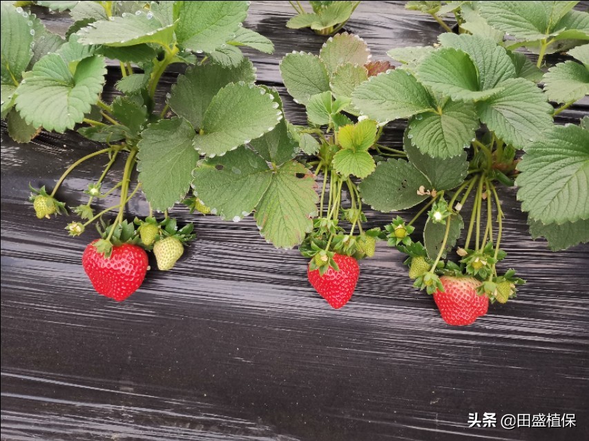 草莓出现红杆怎么处理,草莓根部长白霉了是什么原因