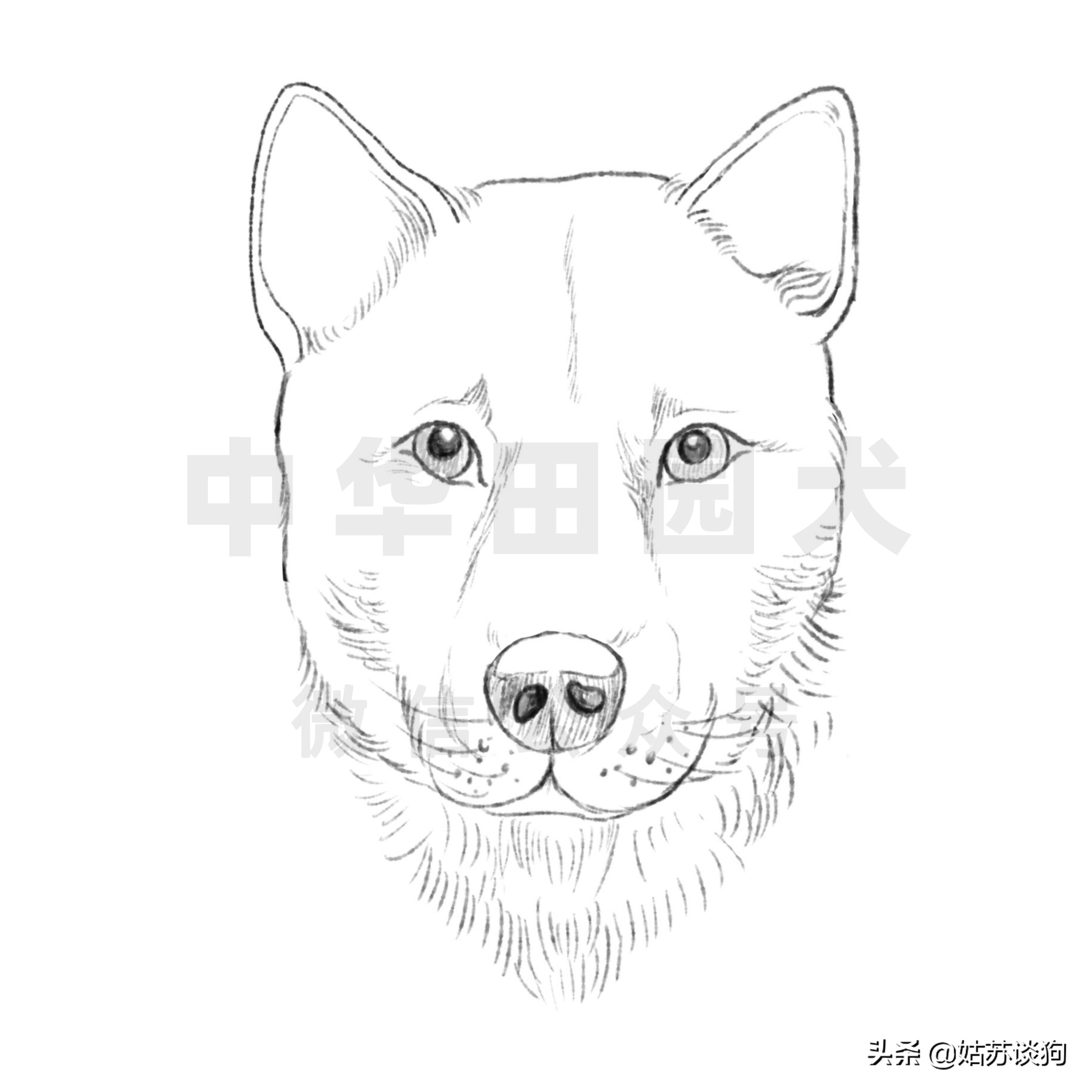 土狗中华田园犬种类,中华田园犬和土狗是一样的品种吗
