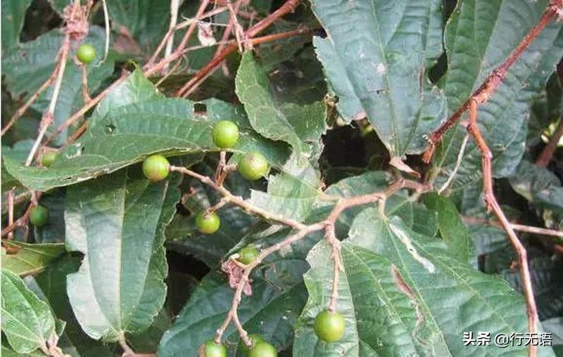 有趣的农村生活食物,农村生活农村娃农村美食