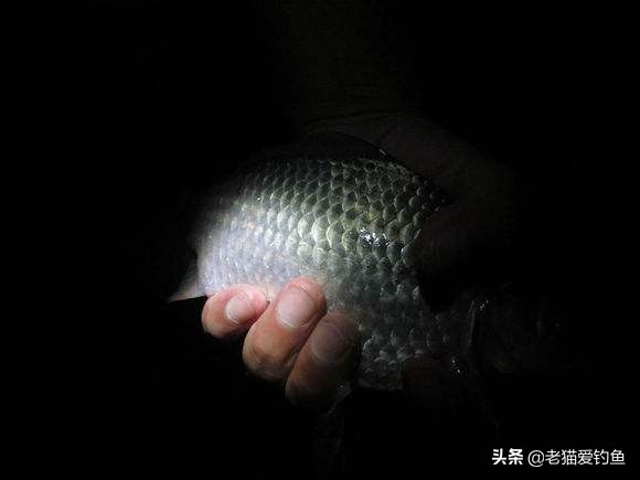 夜钓小故事大全集,为什么夜钓钓到死鱼必须收竿走人