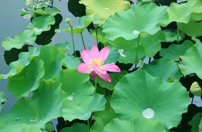 中国著名赏荷胜地,中国最著名的十大赏荷地