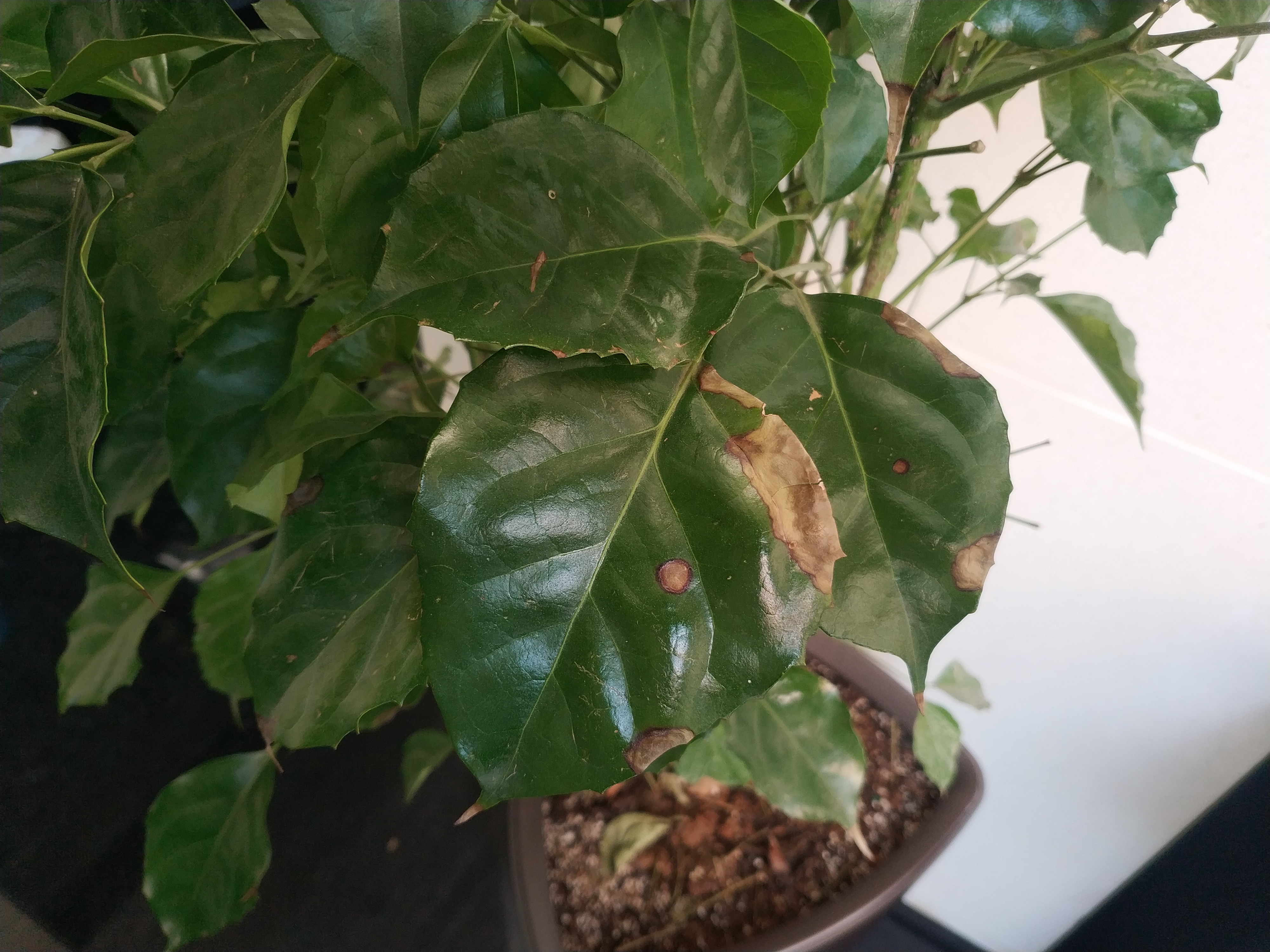 幸福树叶有黑色斑点怎么治理,幸福树叶片有斑点黄了怎么补救