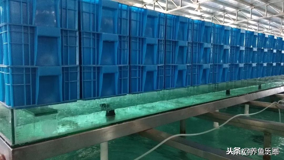 这位土豪家的渔场，光滤材就花了500多万，你确定不要见识一下？