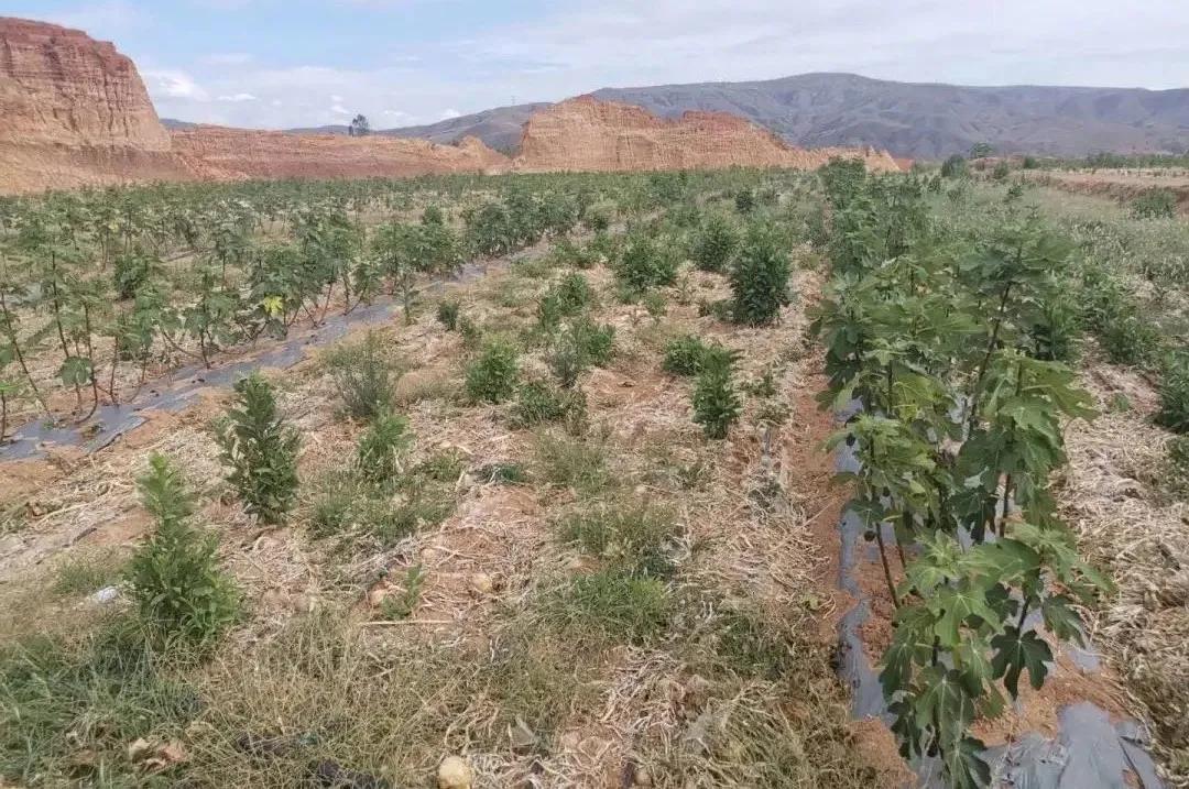 公益林毁坏如何处理,关于林地被破坏的情况通报