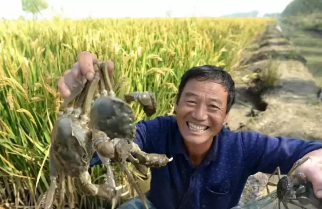 宝坻区乡村振兴实践,宝坻乡村振兴