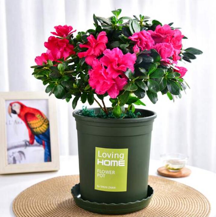 养好杜鹃花有2个条件,用什么方法养好杜鹃花盆栽