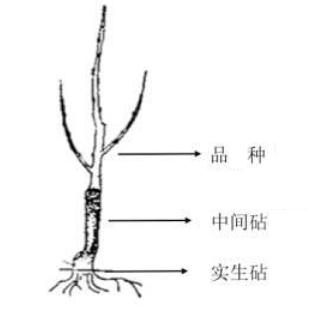 顶端切接嫁接法,中间砧嫁接法