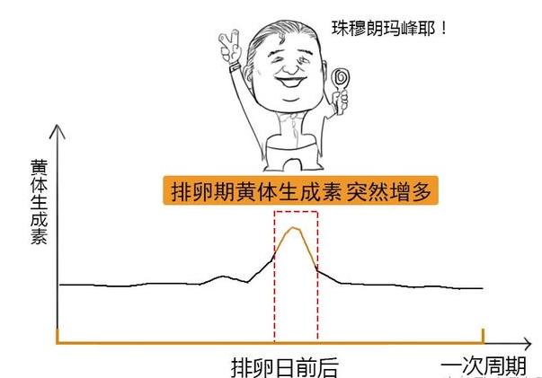 排卵期的计算方法准确吗,排卵期怎么算视频