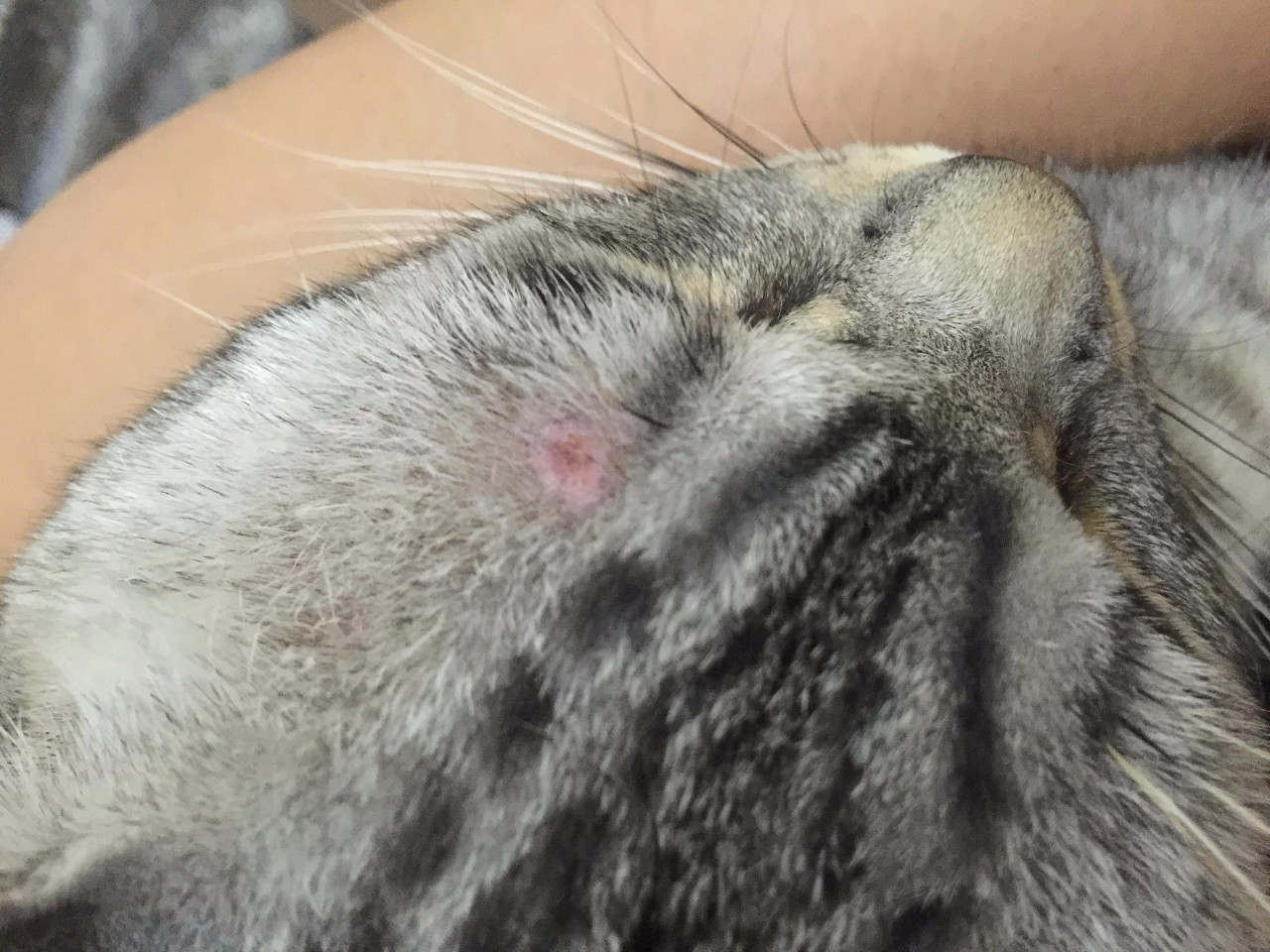 猫狗皮肤病有哪些类型,宠物常见皮肤病有哪些症状