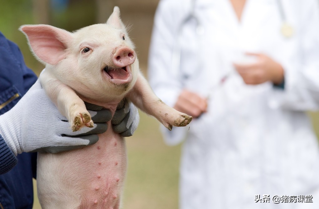 盐酸林可霉素在猪场中的应用,林可霉素在猪场使用方法