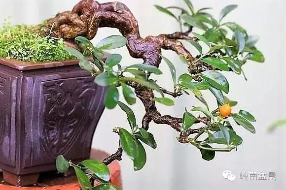 高桩金豆盆景大全,金豆双杆文人盆景欣赏