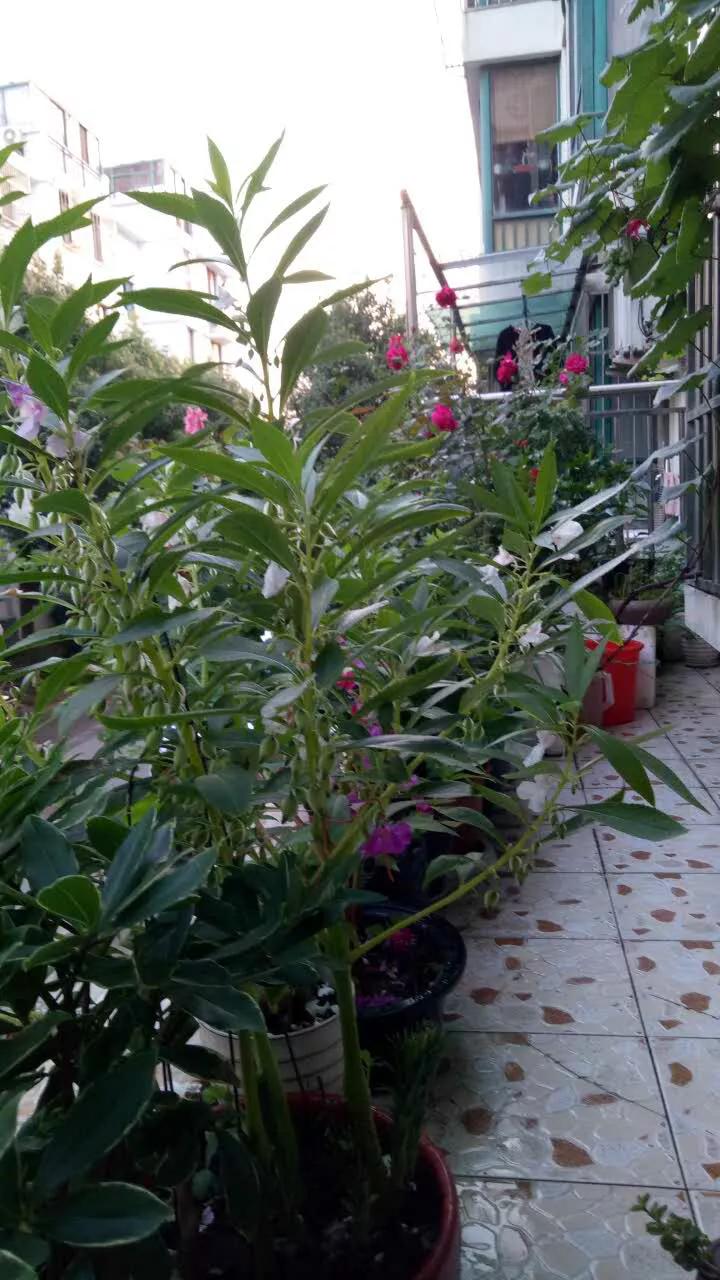 苏州购房心得,我在苏州购房历程记录