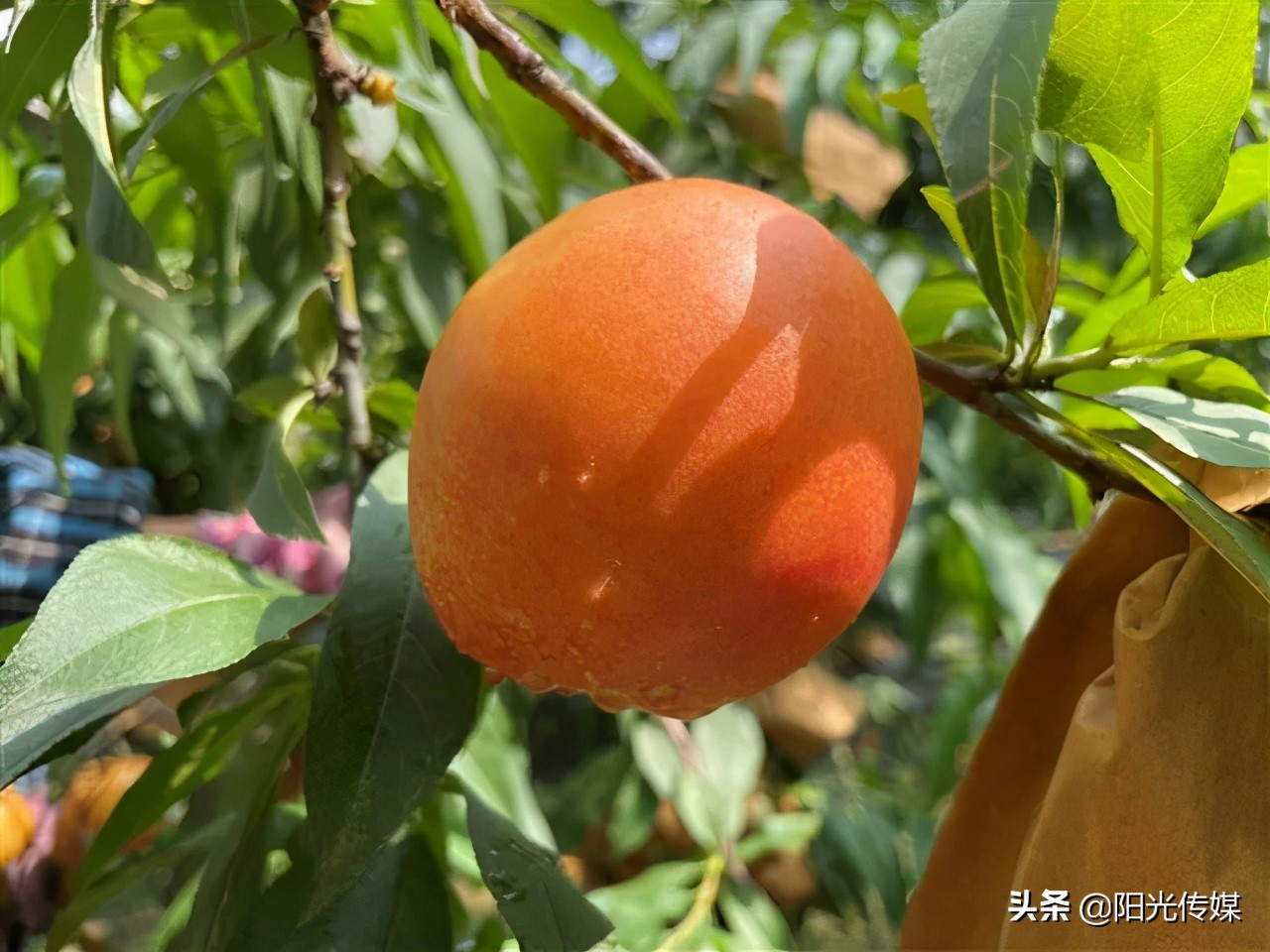 福利来啦！德阳喜欢吃桃子的小伙伴看过来