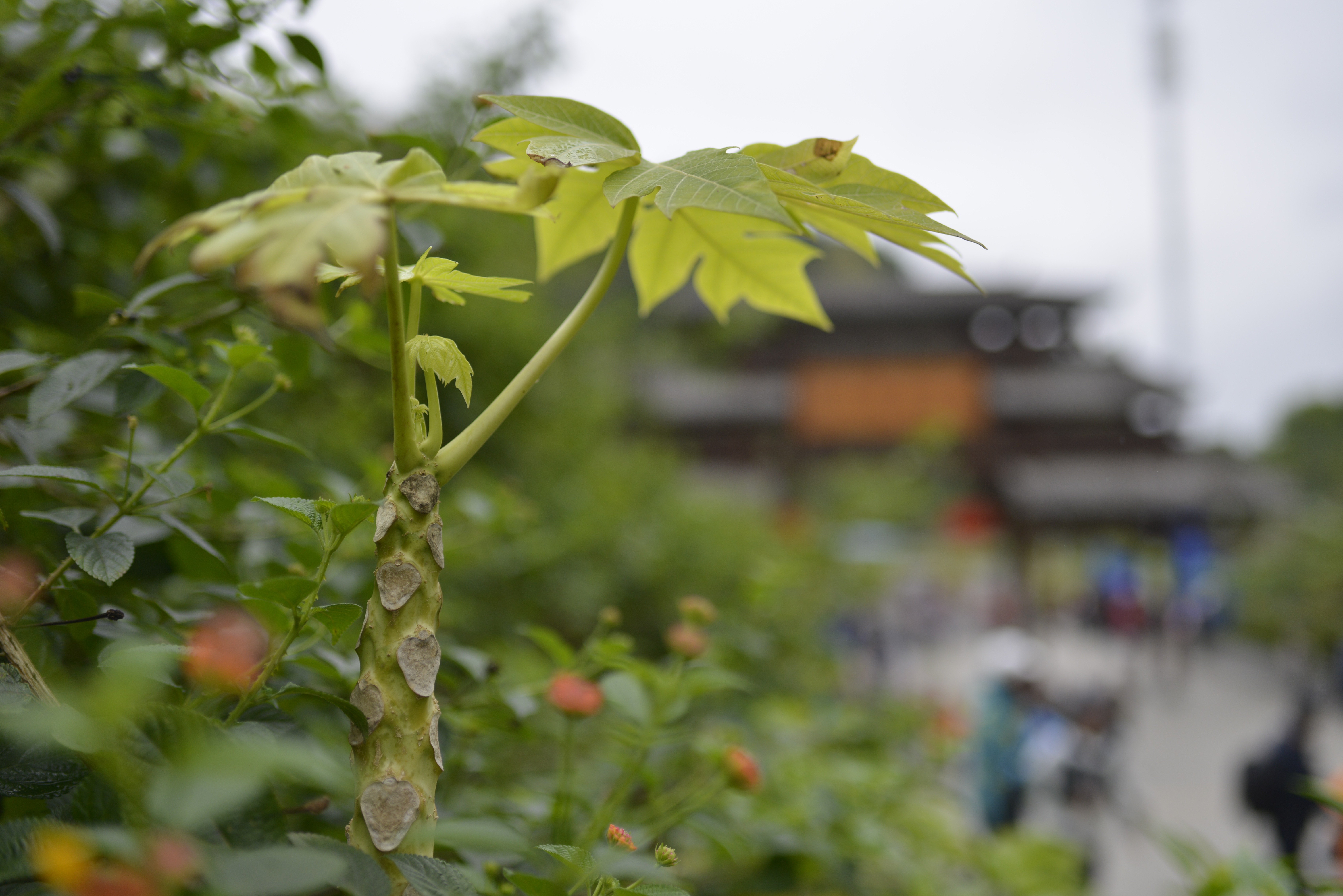 巴马长寿老人有什么说法,广西巴马长寿的真实原因