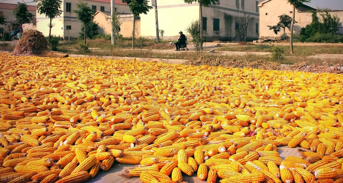 东北玉米行情全面上涨,玉米和大豆价格接近创纪录新高